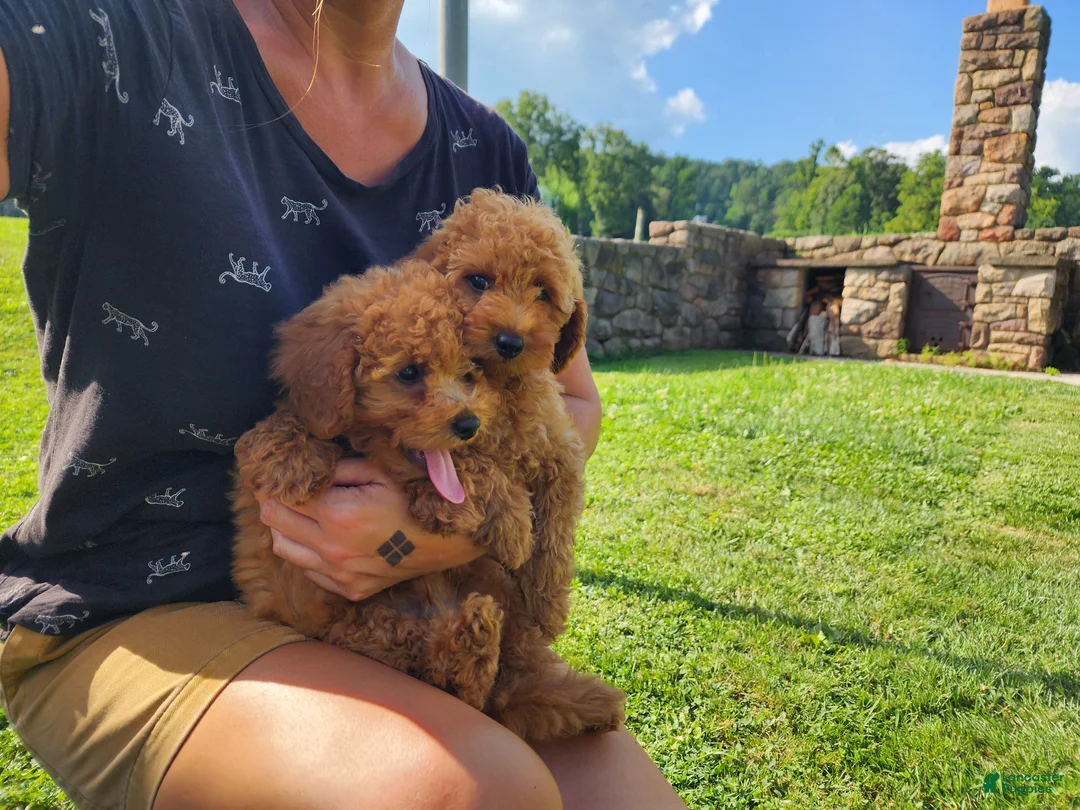 Mini Goldendoodle dogs for sale: Max orange collar - Ad 1