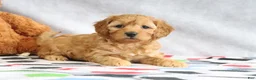Mini Goldendoodle dogs for sale: Annie - Ad 5