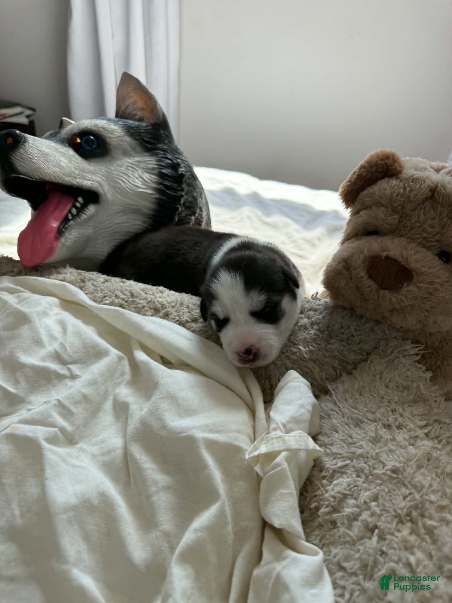 Siberian Husky dogs for sale: Max - Ad 1