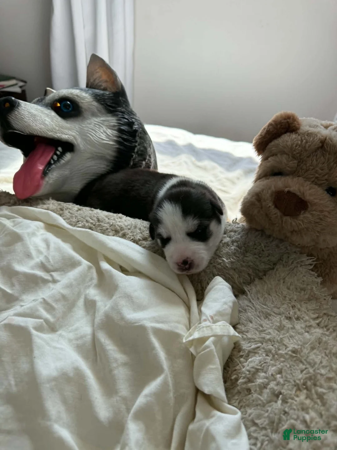 Siberian Husky dogs for sale: Max - Ad 1