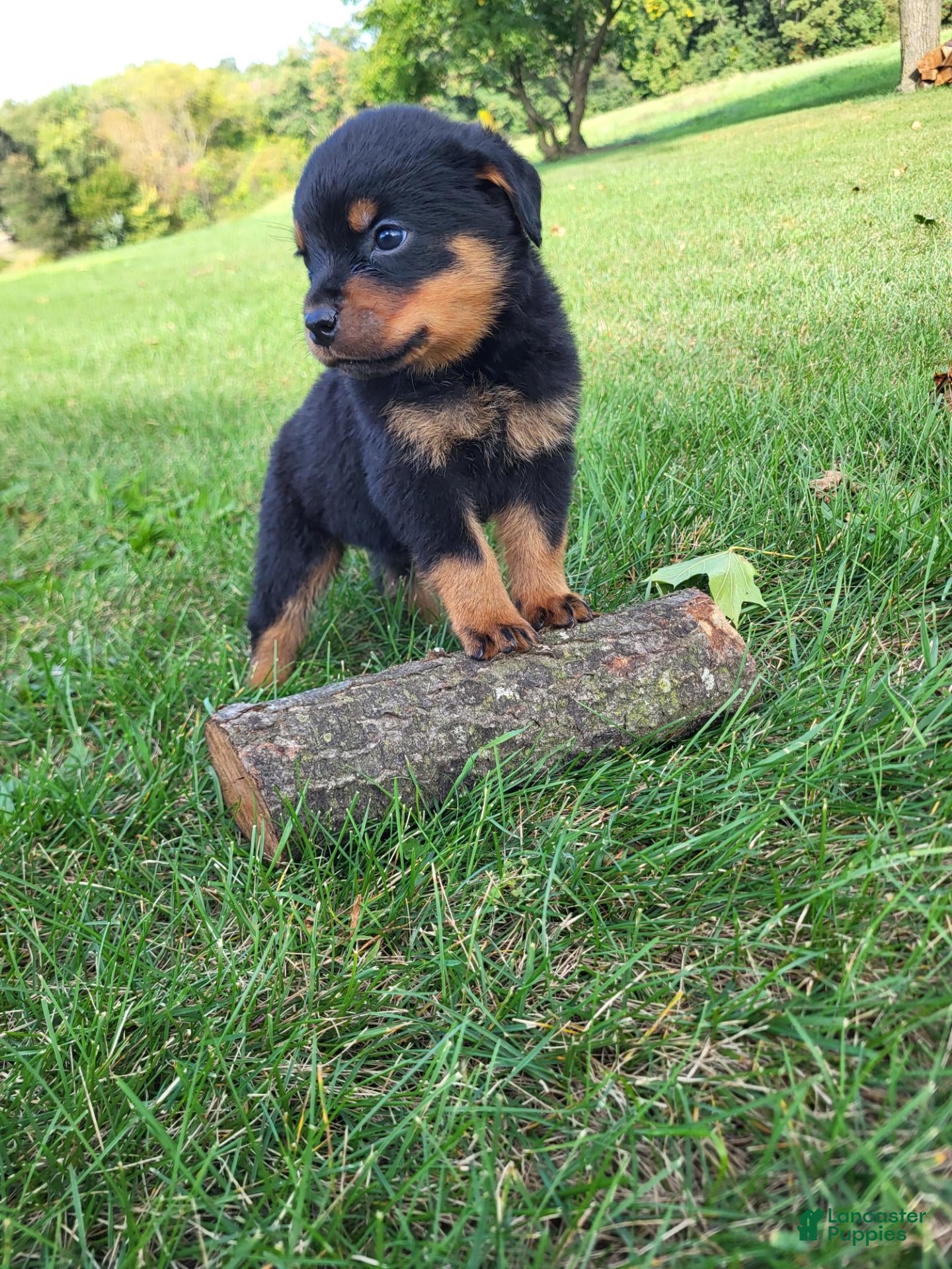 Rottweiler dogs Ping - Ad 2