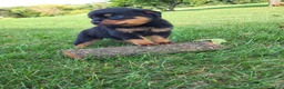 Rottweiler dogs for sale: Ping - Ad 2