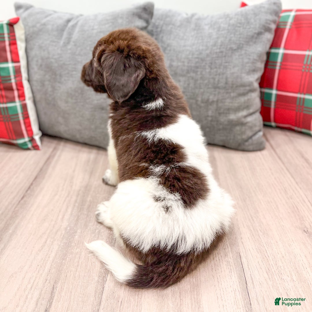 Newfoundland dogs for sale: Ashton - Ad 5