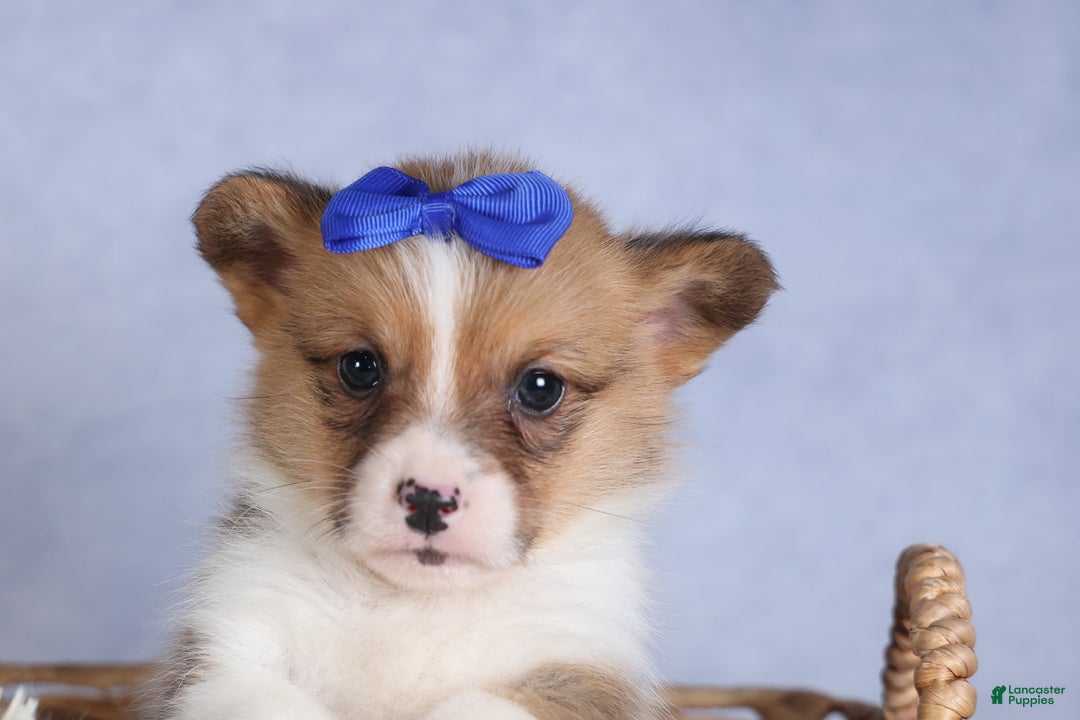 Welsh Corgi Pembroke dogs for sale: BO - Ad 4