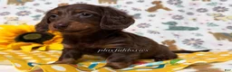 Dachshund dogs for sale:  AKC Chocolate & Tan Long Haired Female Dachshund ALL Clear - Ad 3