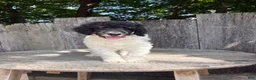 Standard Poodle dogs for sale: Sage AKC standard poodle - Ad 5