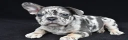 French Bulldog dogs for sale: duke - Ad 9