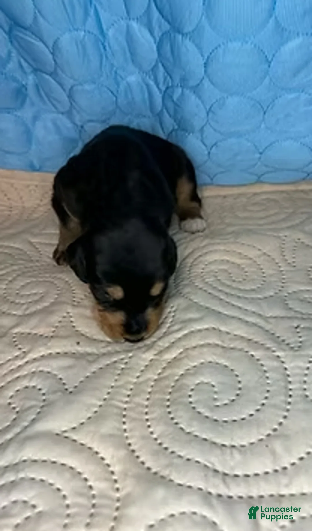 Mixed Breed dogs for sale: Boss - Ad 4