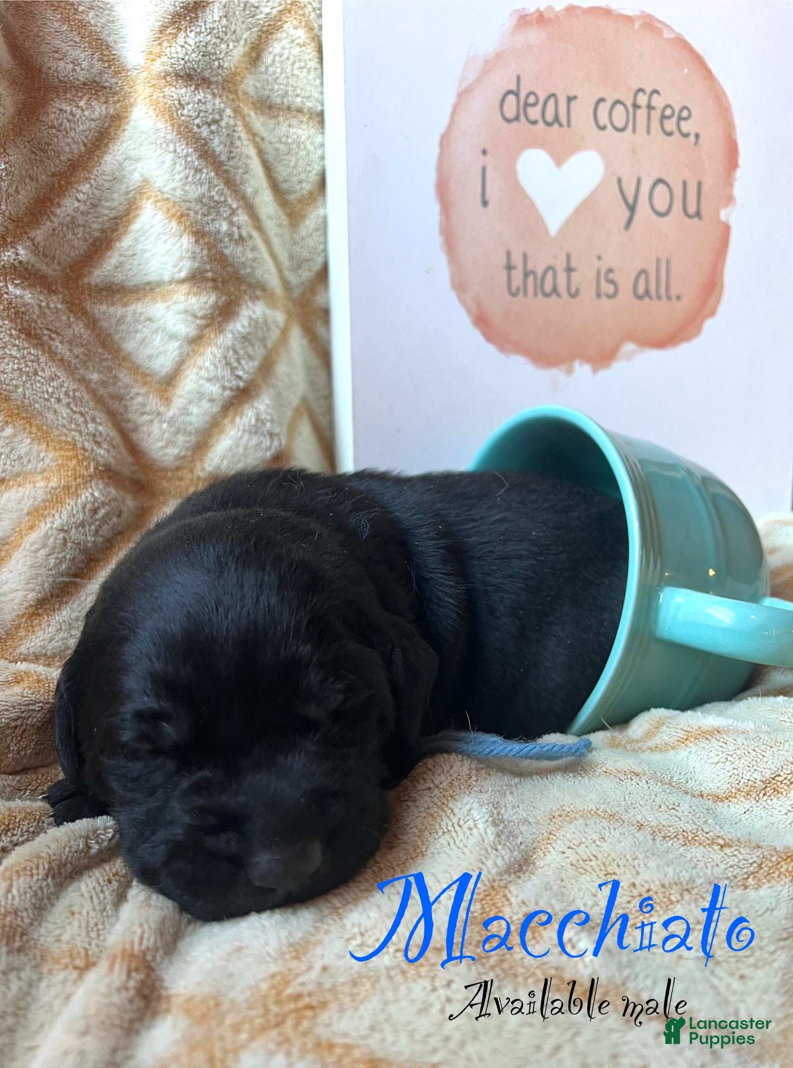 Labrador Retriever dogs Macchiato  - Ad 14