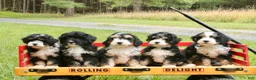 Mini Bernedoodle dogs for sale: Blossom - Ad 10