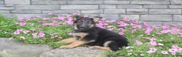 German Shepherd dogs for sale: Avery - Ad 6