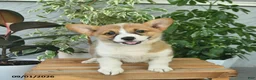 Welsh Corgi Pembroke dogs for sale: Heidi  - Ad 3