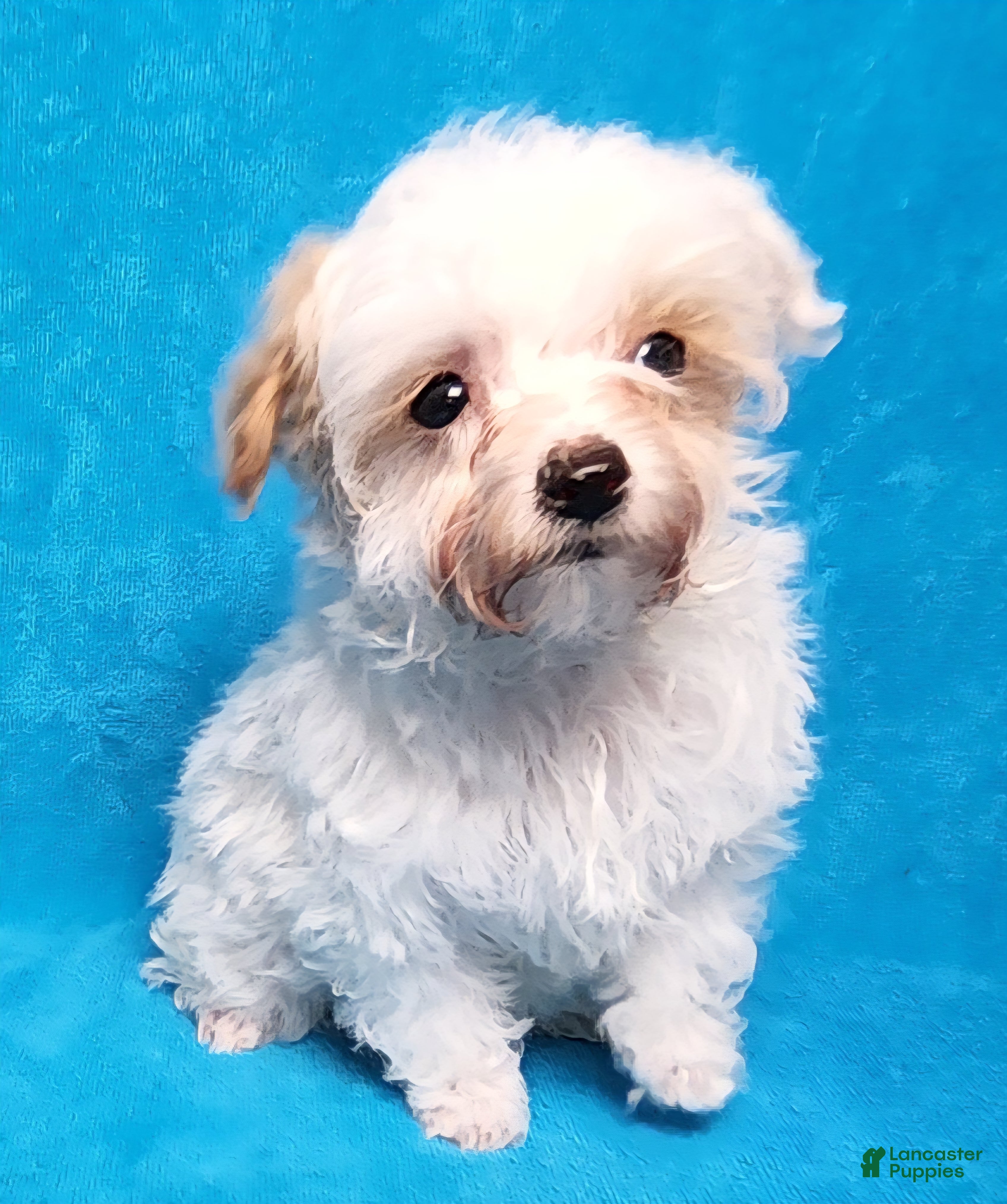Yorkiepoo dogs August Blizzard - Ad 2