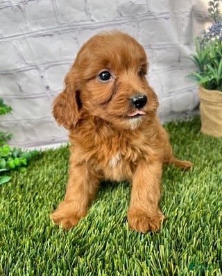 Cavapoo dogs for sale: Callie Cavapoo  - Ad 1