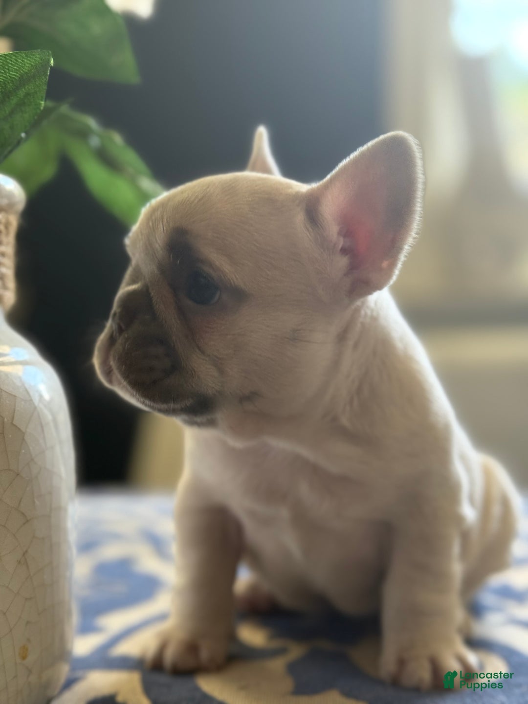 French Bulldog dogs for sale: Growleth  - Ad 9