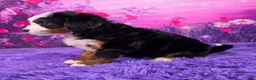 Mini Bernedoodle dogs for sale: Zara - Ad 3