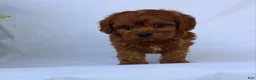 Cavapoo dogs for sale: Max - Ad 2