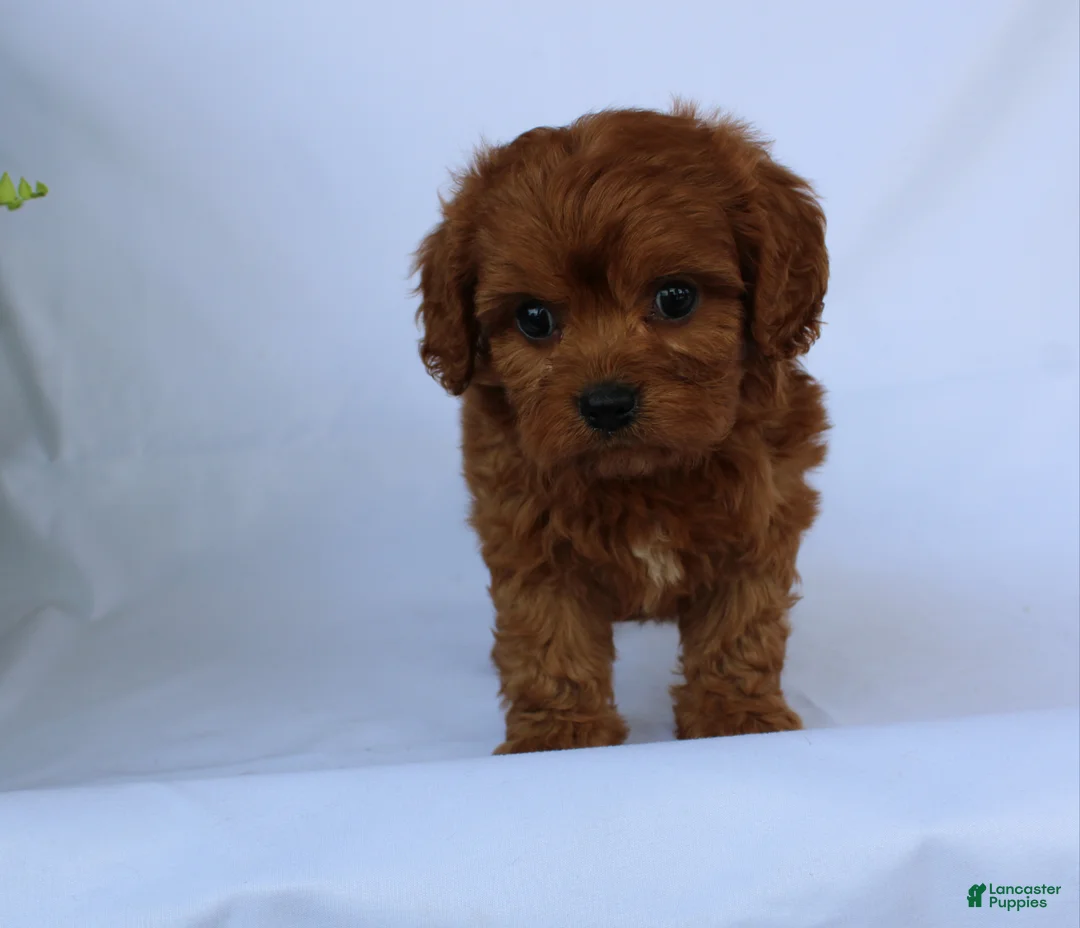 Cavapoo dogs for sale: Max - Ad 2