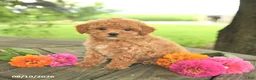 Toy Poodle dogs for sale: Rose  - Ad 4