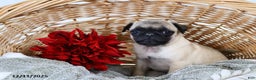 Pug dogs for sale: Jolly - Ad 2
