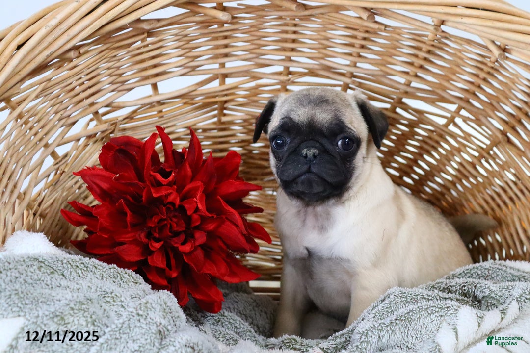 Pug dogs for sale: Jolly - Ad 2