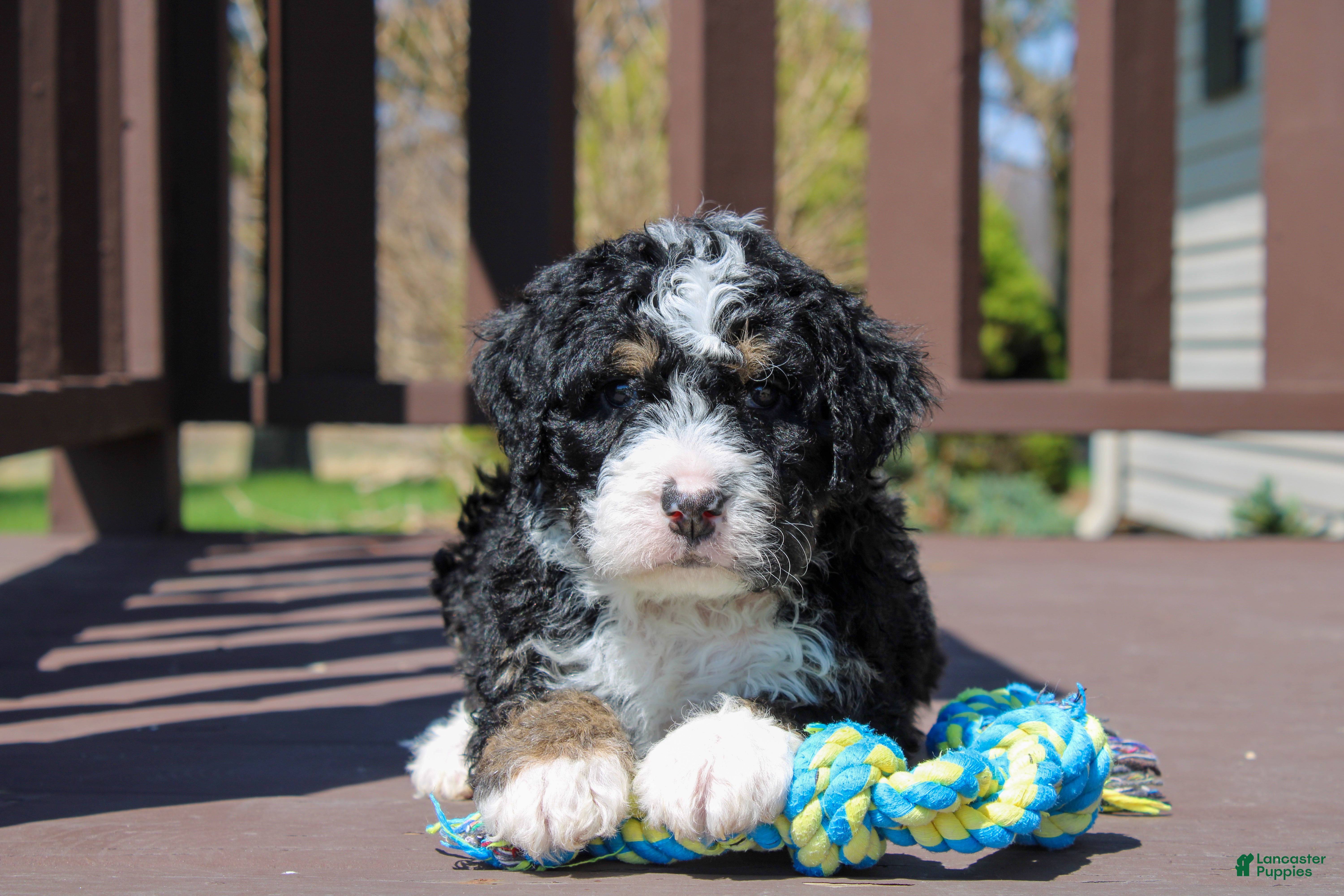 Mini Bernedoodle dogs Parker - Ad 1