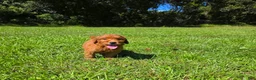Goldendoodle dogs for sale:  Louie - Ad 5