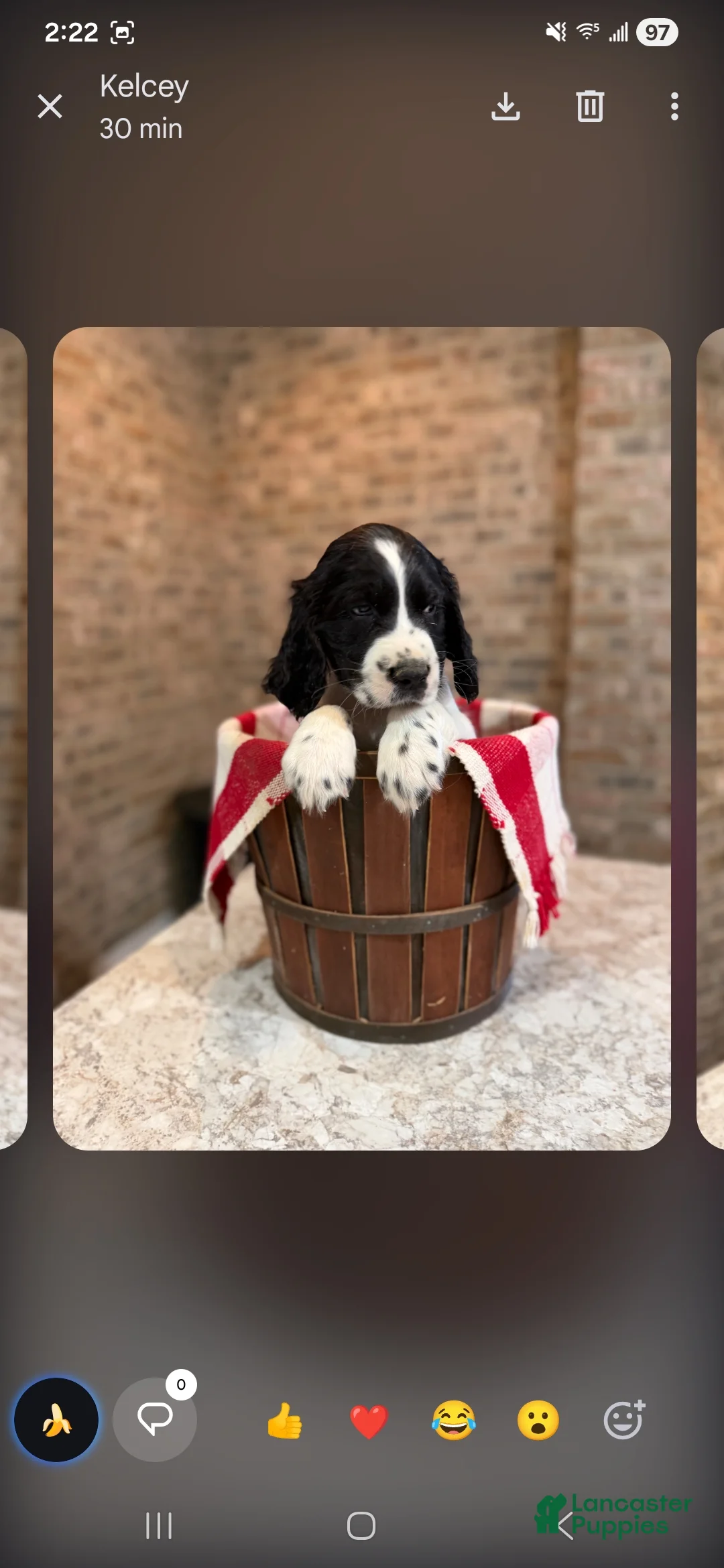 English Springer Spaniel dogs for sale: English Springer Spaniel Puppy 3 - Ad 1