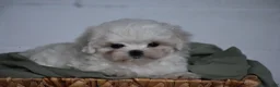 Maltese dogs for sale: Olaf - Ad 5