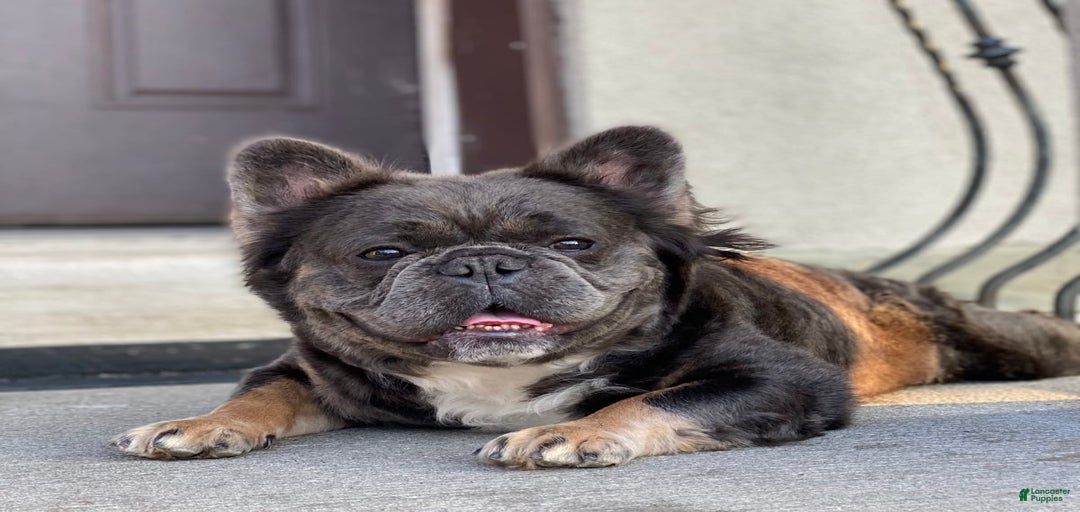 Gallery Image {{count}}