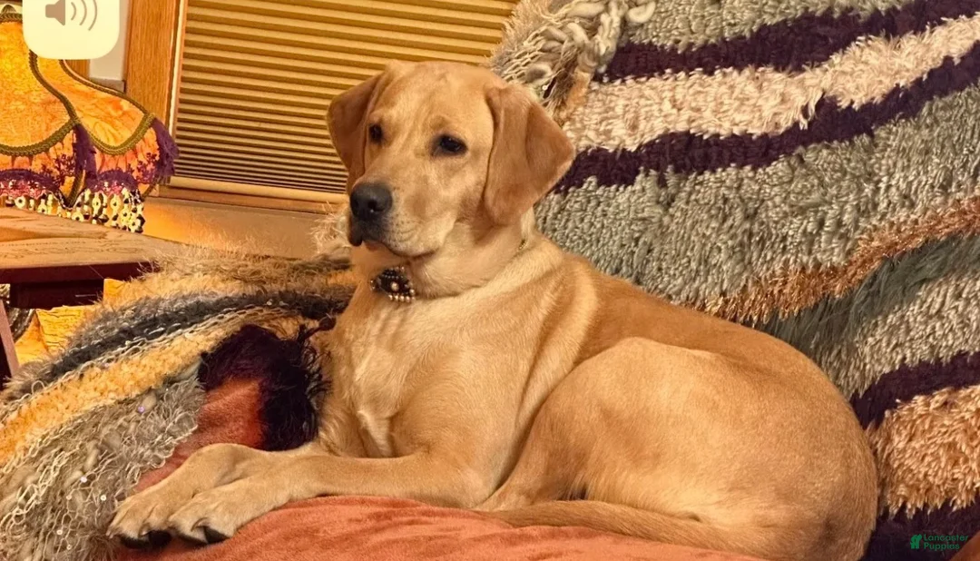 Labrador Retriever dogs for sale: Labrador Retriever Puppy 3 - Ad 7