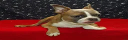 Boston Terrier dogs for sale: Riot - Ad 4