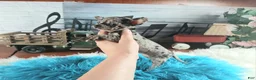 Chihuahua dogs for sale: Mouses blue merle boy - Ad 10