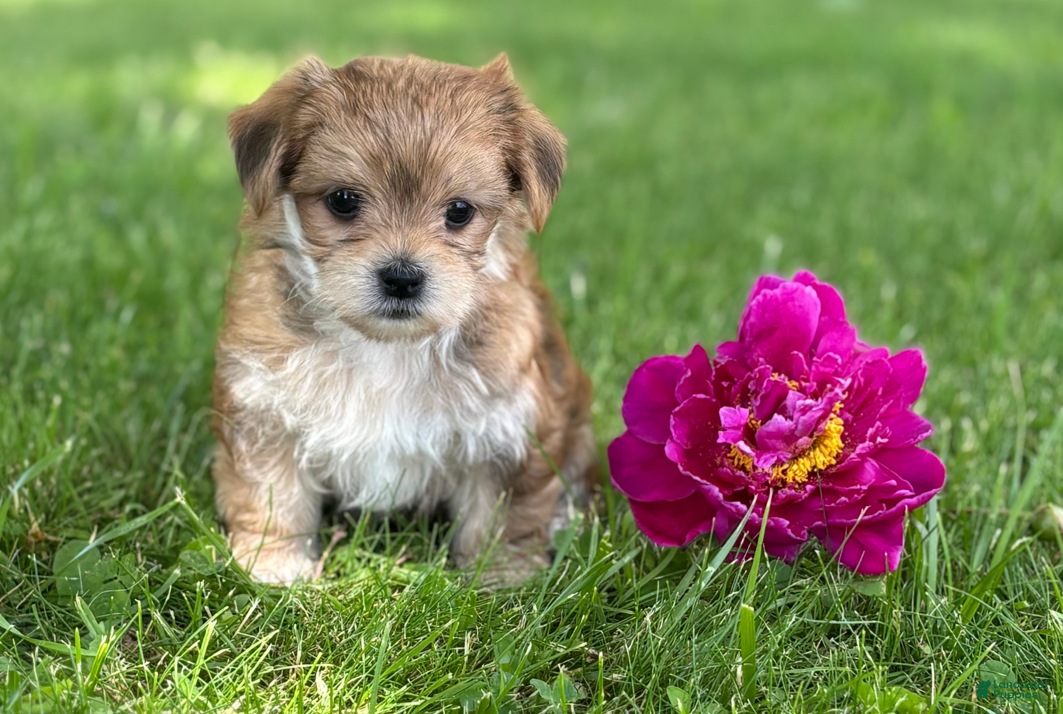 Morkie dogs Bryce - Ad 1