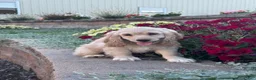 Cocker Spaniel dogs for sale: Cowboy  - Ad 4