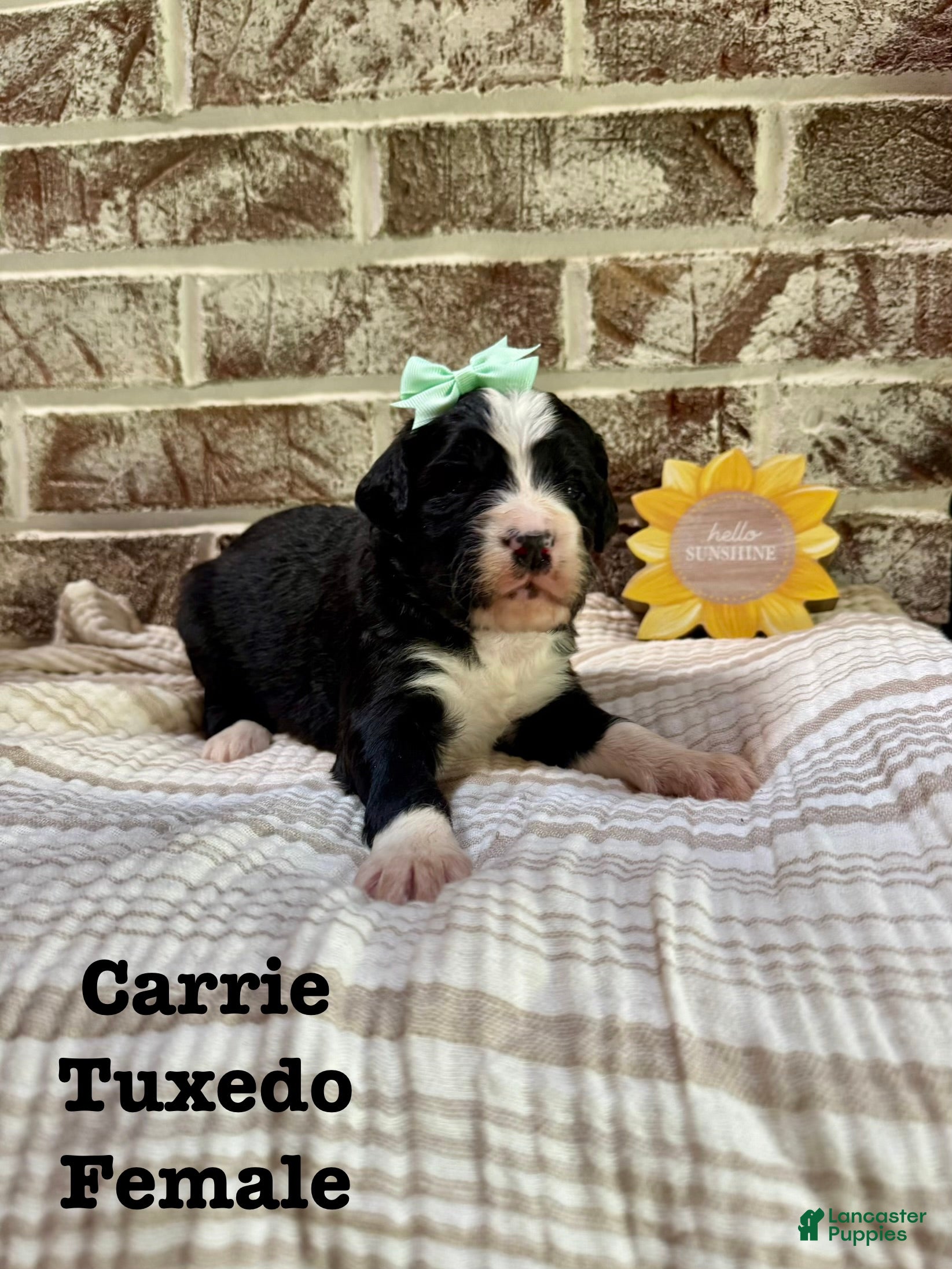 Bernedoodle dogs Carrie - Ad 42