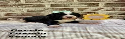Bernedoodle dogs for sale: Carrie - Ad 4