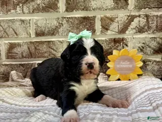 Bernedoodle dogs Carrie - Ad 42