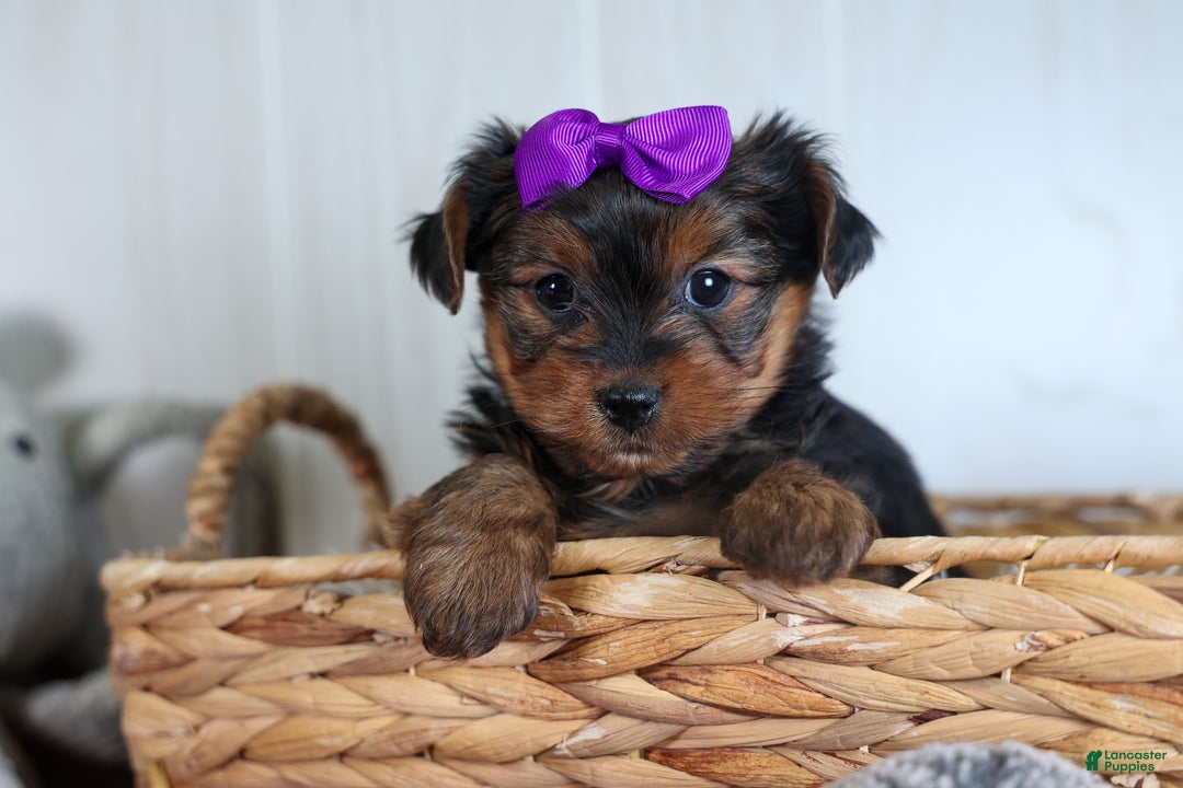 Yorkshire Terrier dogs for sale: CALLIE - Ad 1