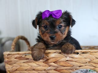 Yorkshire Terrier dogs CALLIE - Ad 21