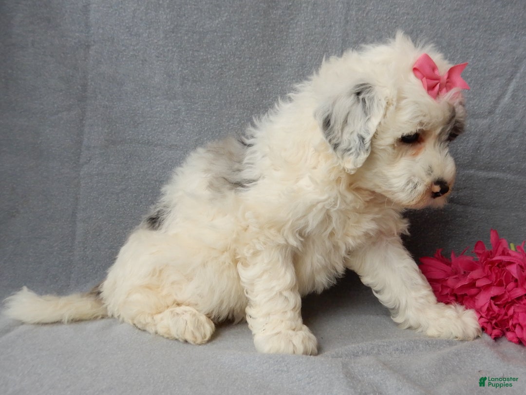 Sheepadoodle dogs for sale: Bella - Ad 6