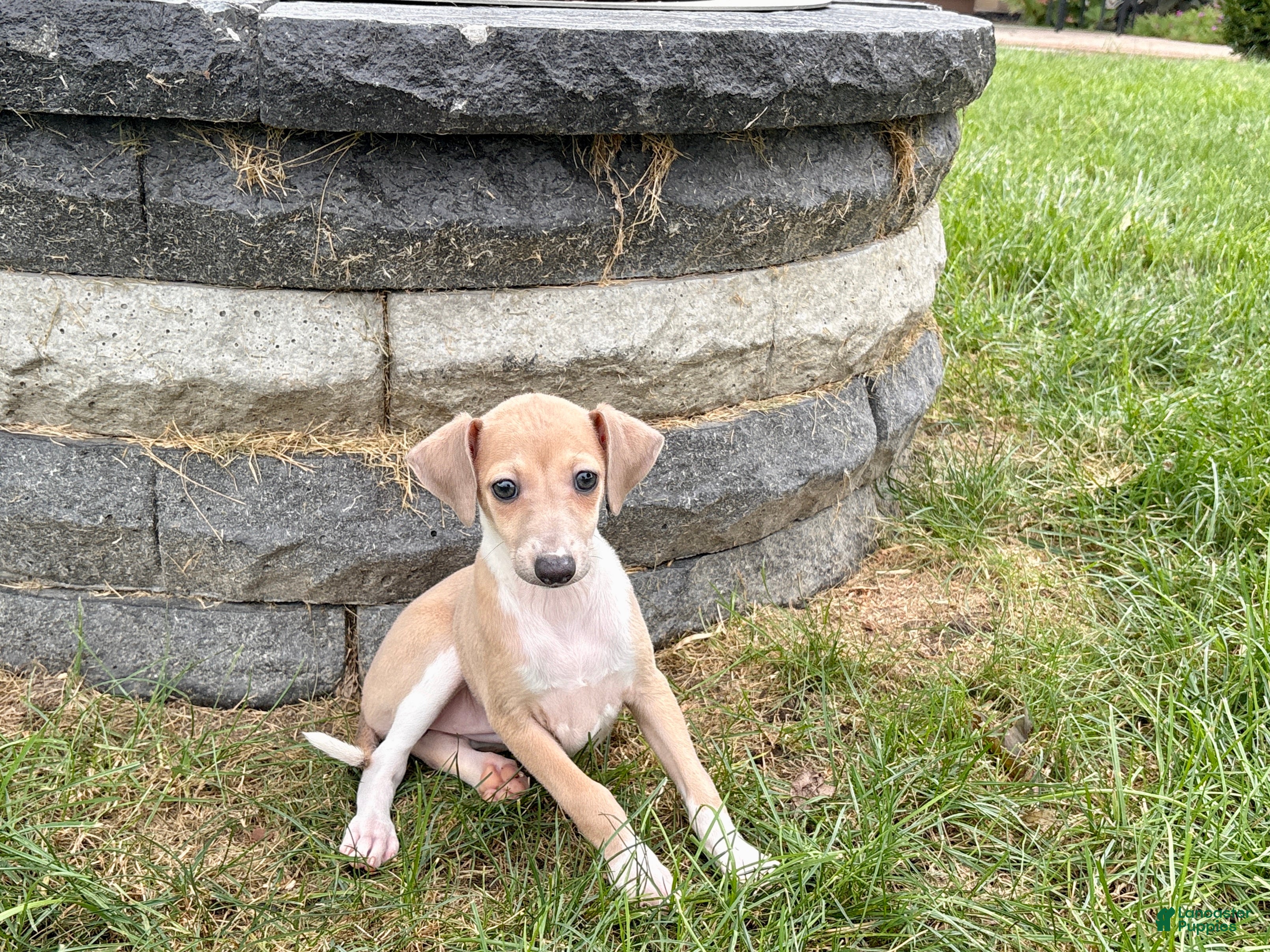 Italian Greyhound dogs Italian Greyhound female 2 fawn and white  - Ad 1