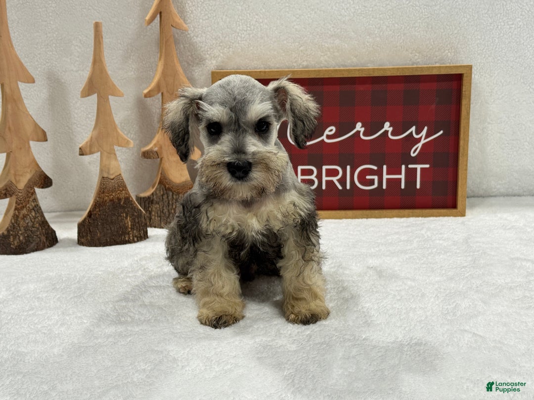 Miniature Schnauzer dogs for sale: Miniature Schnauzer Marsha Male 3 - Ad 1