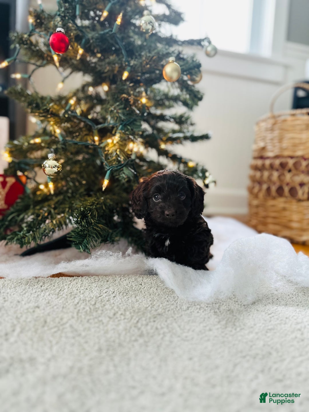 Mixed Breed dogs for sale: Rudolph - Ad 11