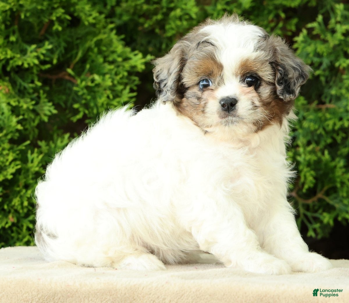 Mixed Breed dogs Poppy - Ad 2
