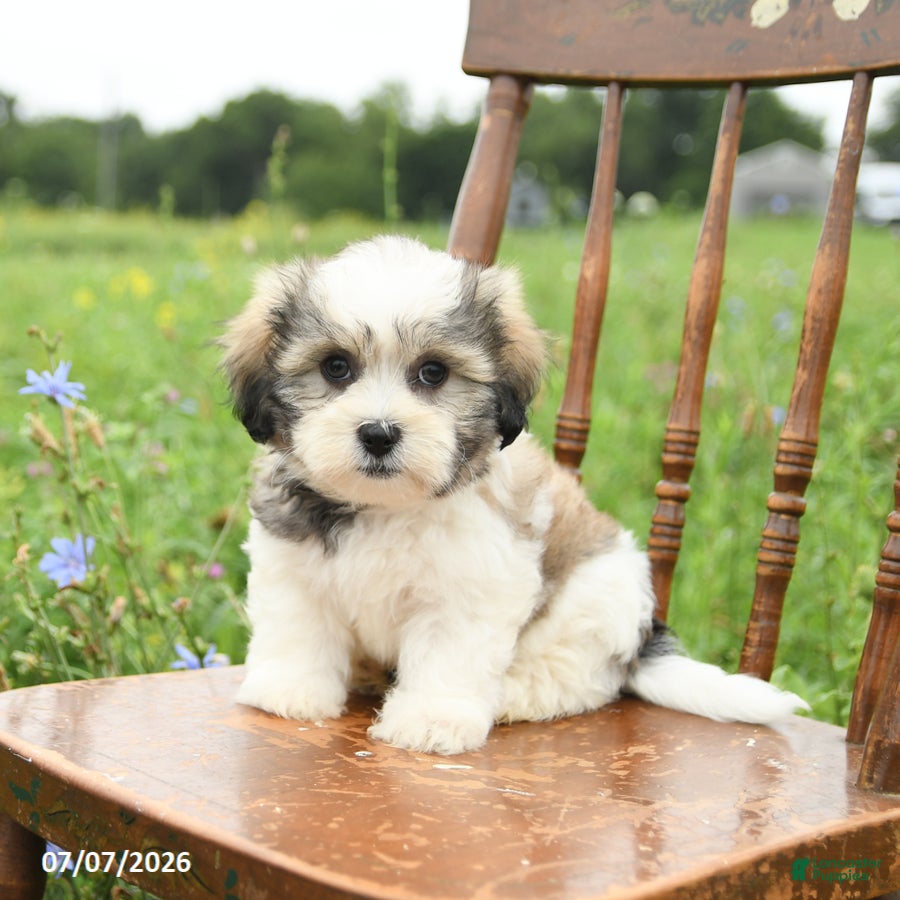 Malshi dogs Derek - Ad 1