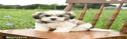 Malshi dogs for sale: Derek - Ad 6