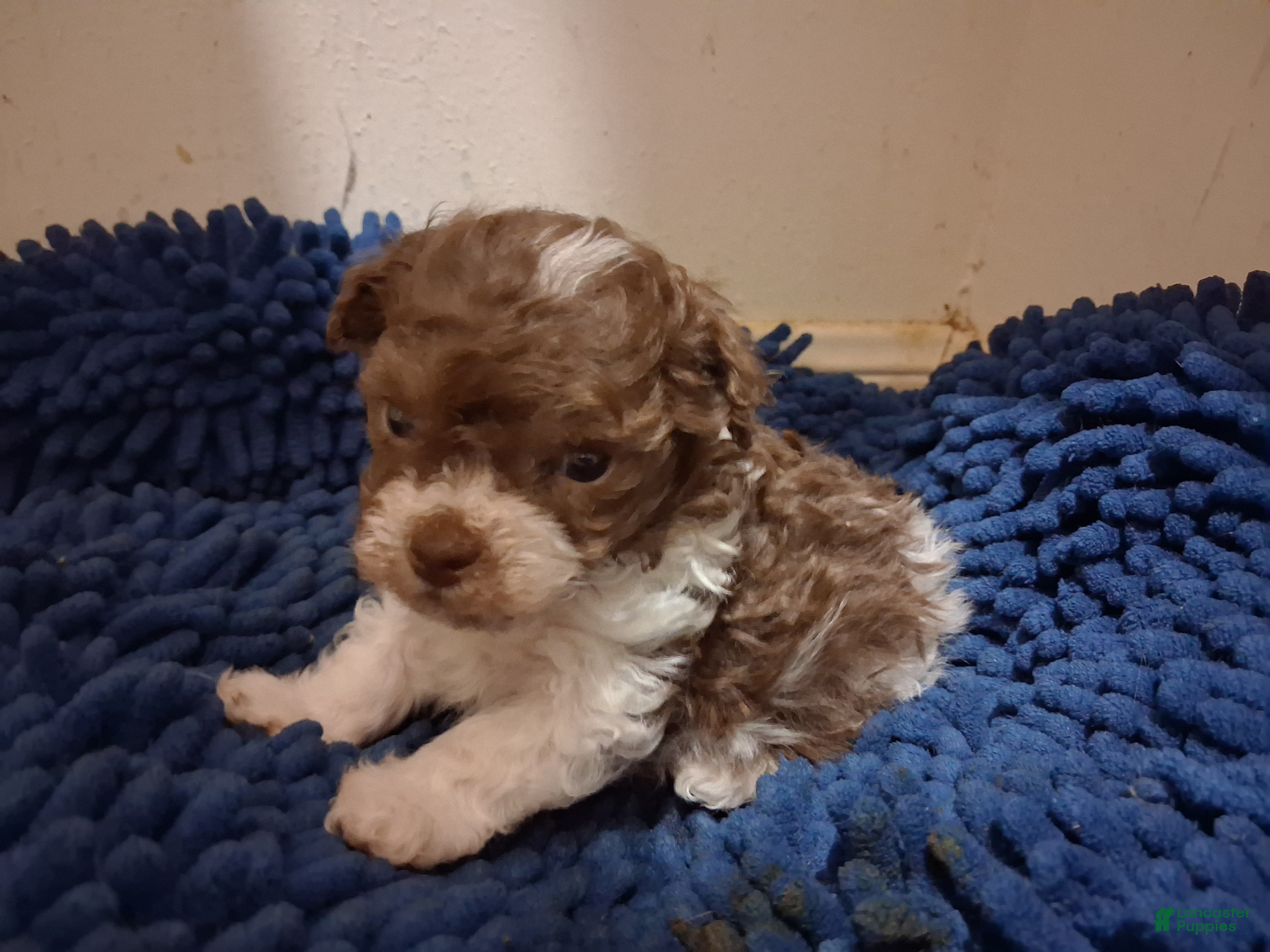 Yorkiepoo dogs Timmy - Ad 25