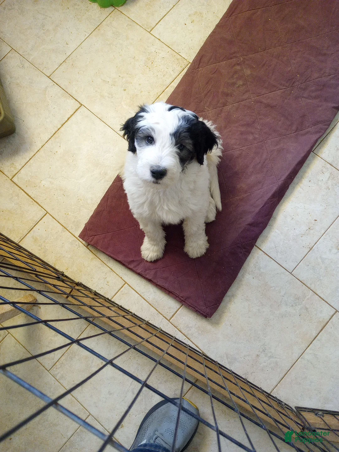 Sheepadoodle dogs for sale: Rocky - Ad 2