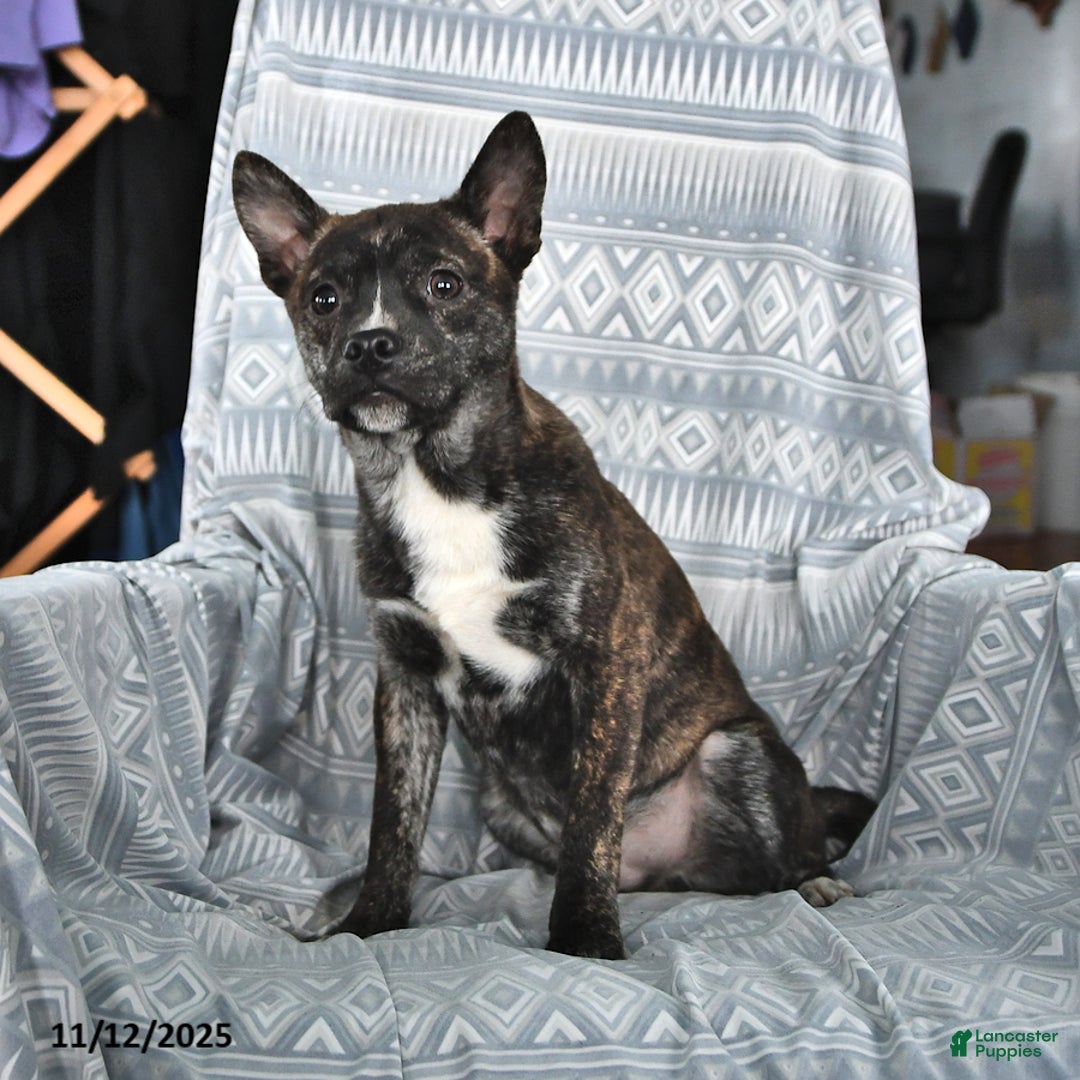 Other breed dogs for sale: Buck - Ad 2